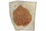 Fossil Leaf (Davidia) - Montana #199646-1